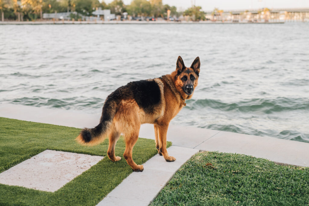 sarasota photographer